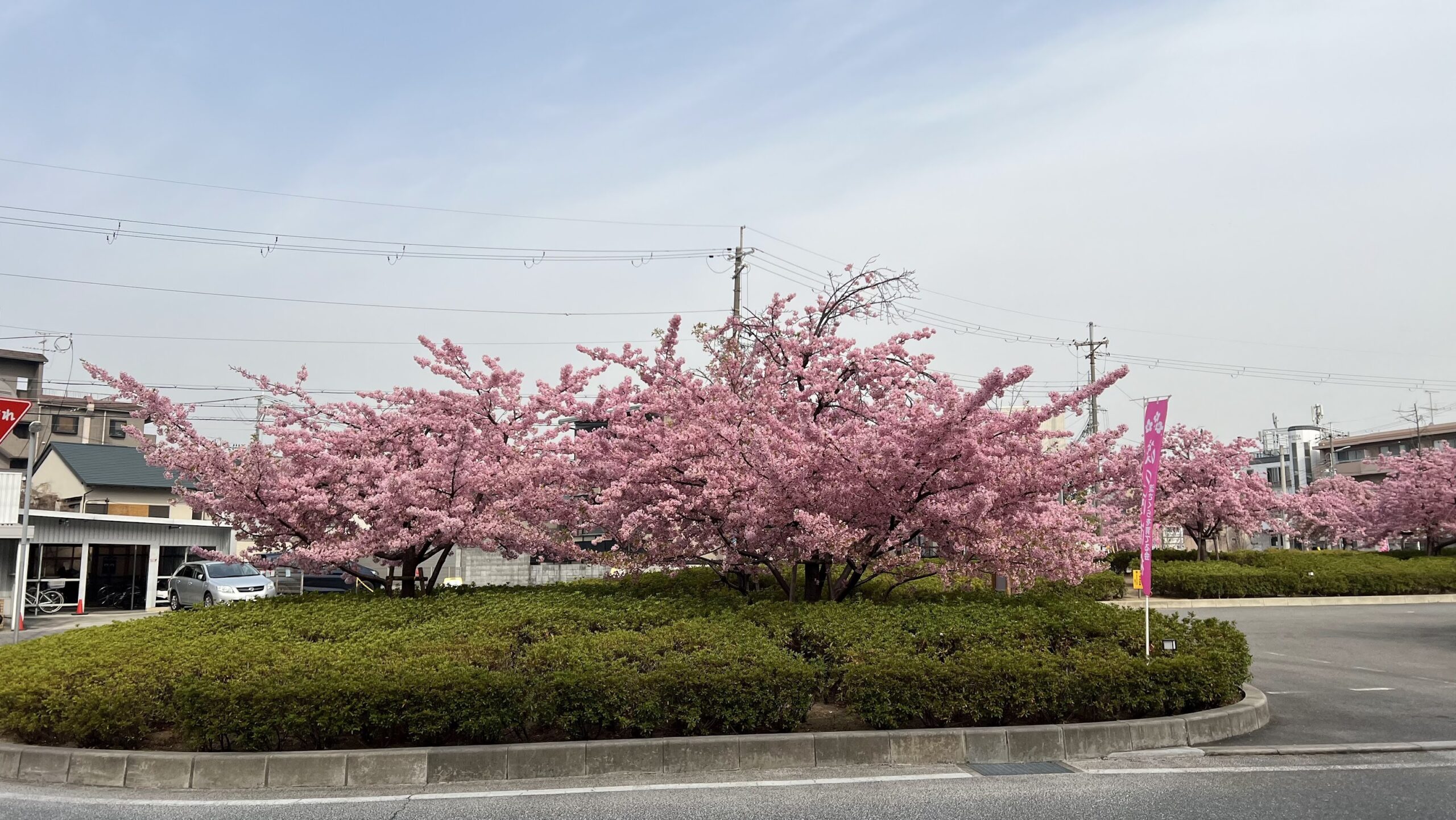 tapestry of pink 14