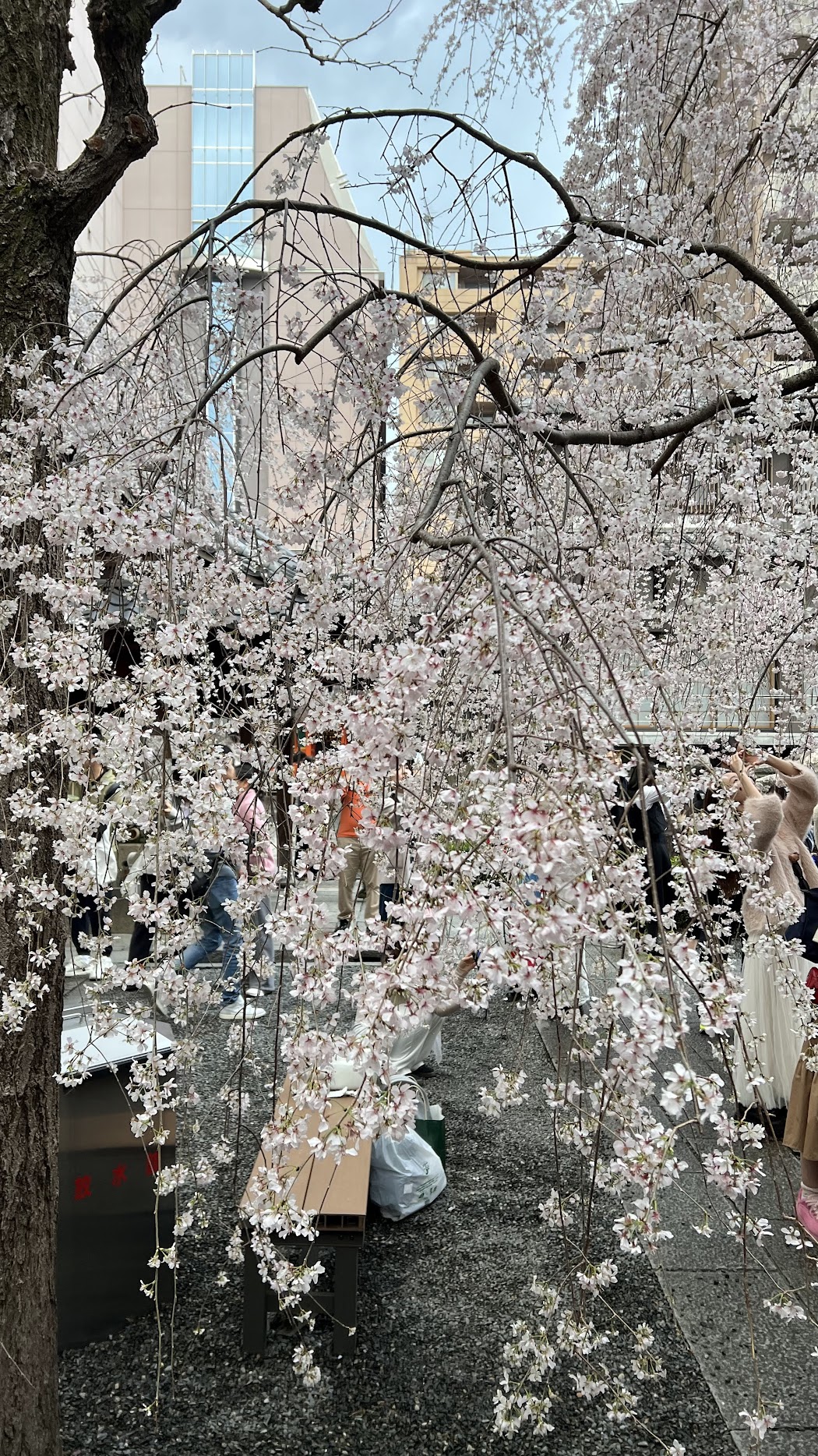 tapestry of pink 16