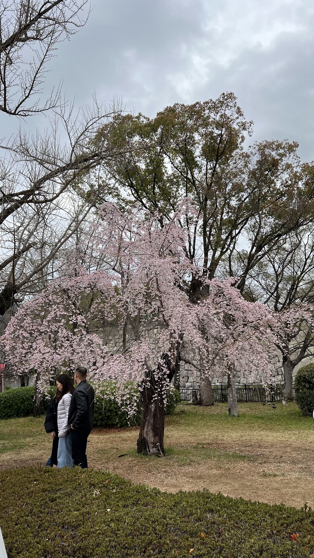 tapestry of pink 19