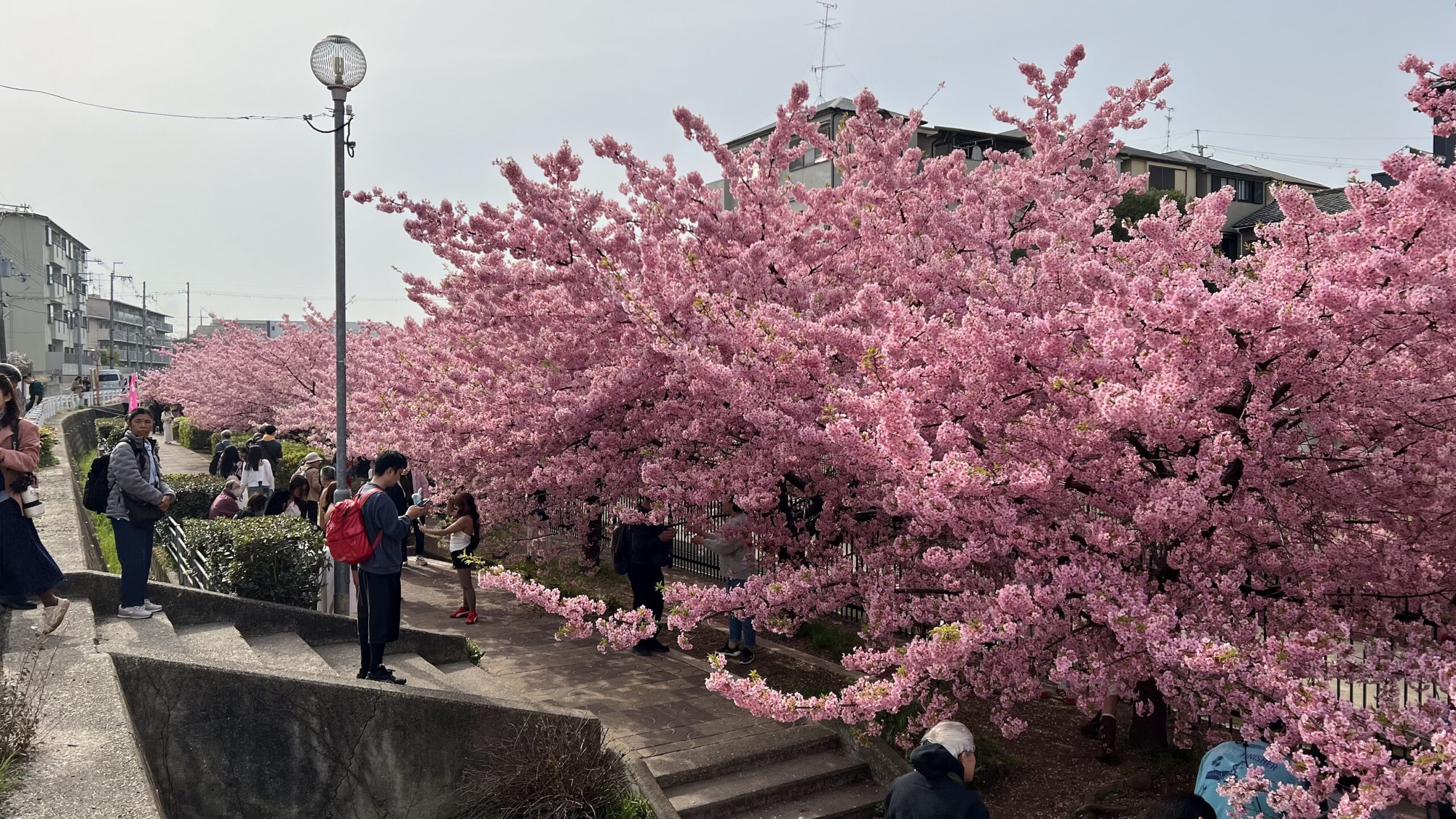 tapestry of pink 6