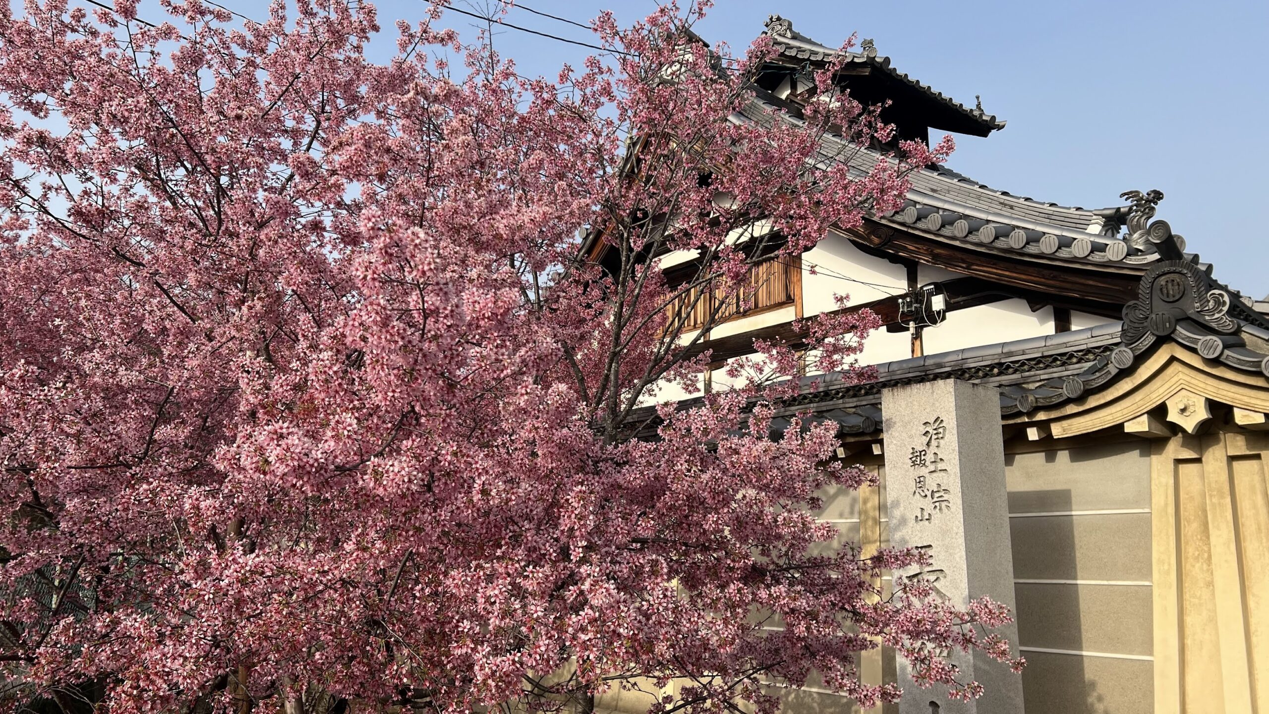tapestry of pink 8