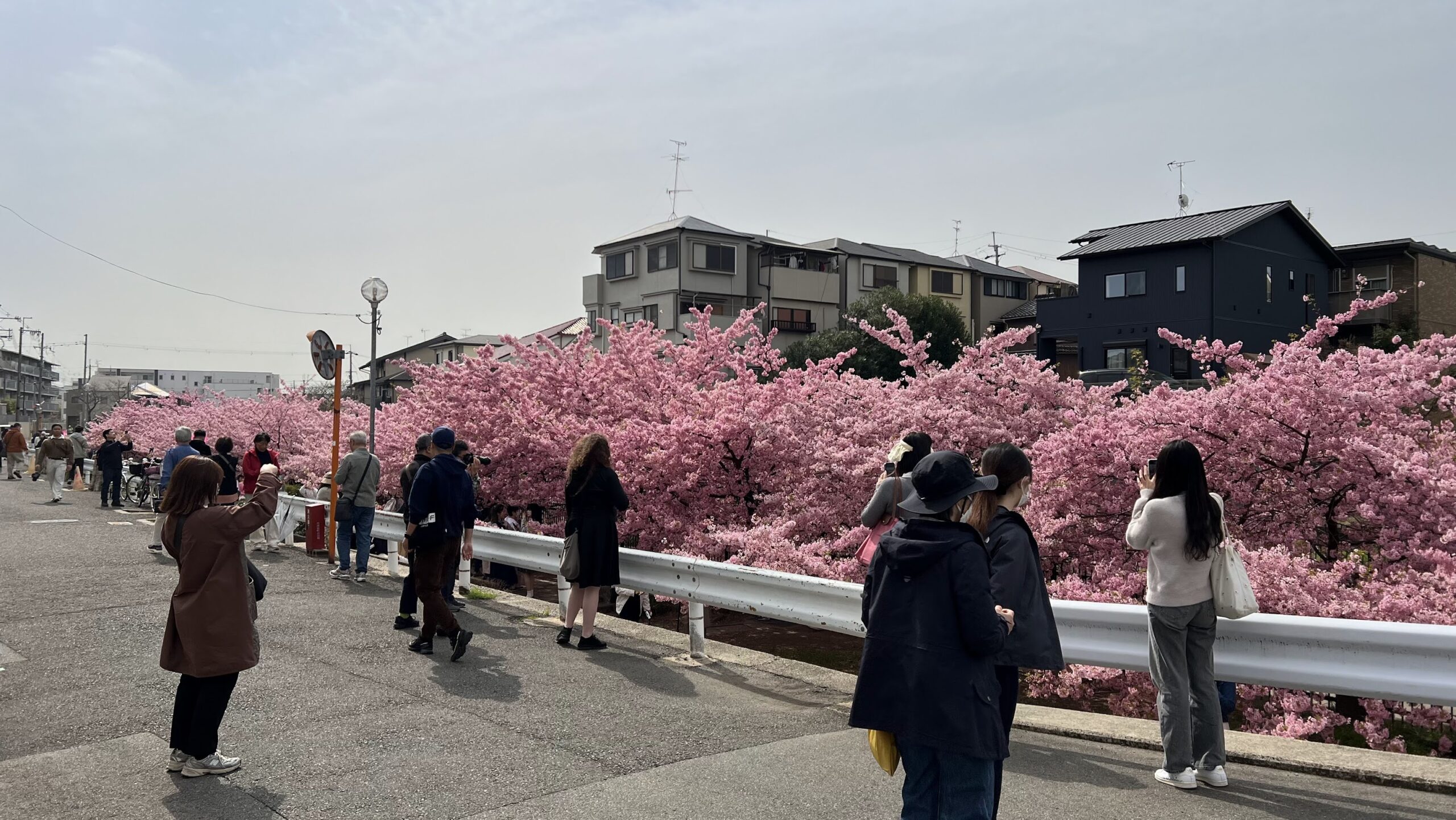 tapestry of pink 9