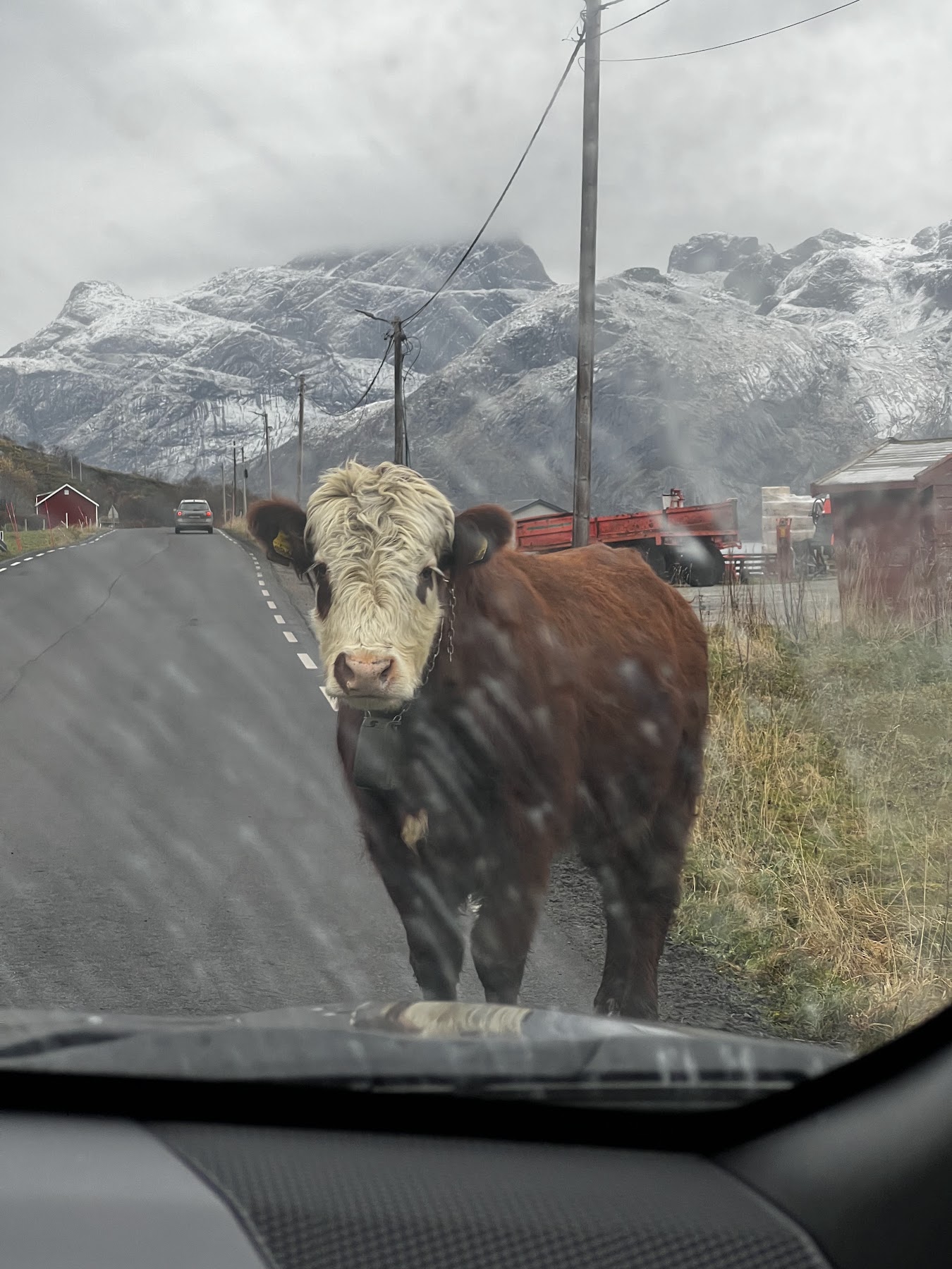 Excited cow that bounced towards us on E10 near Napp