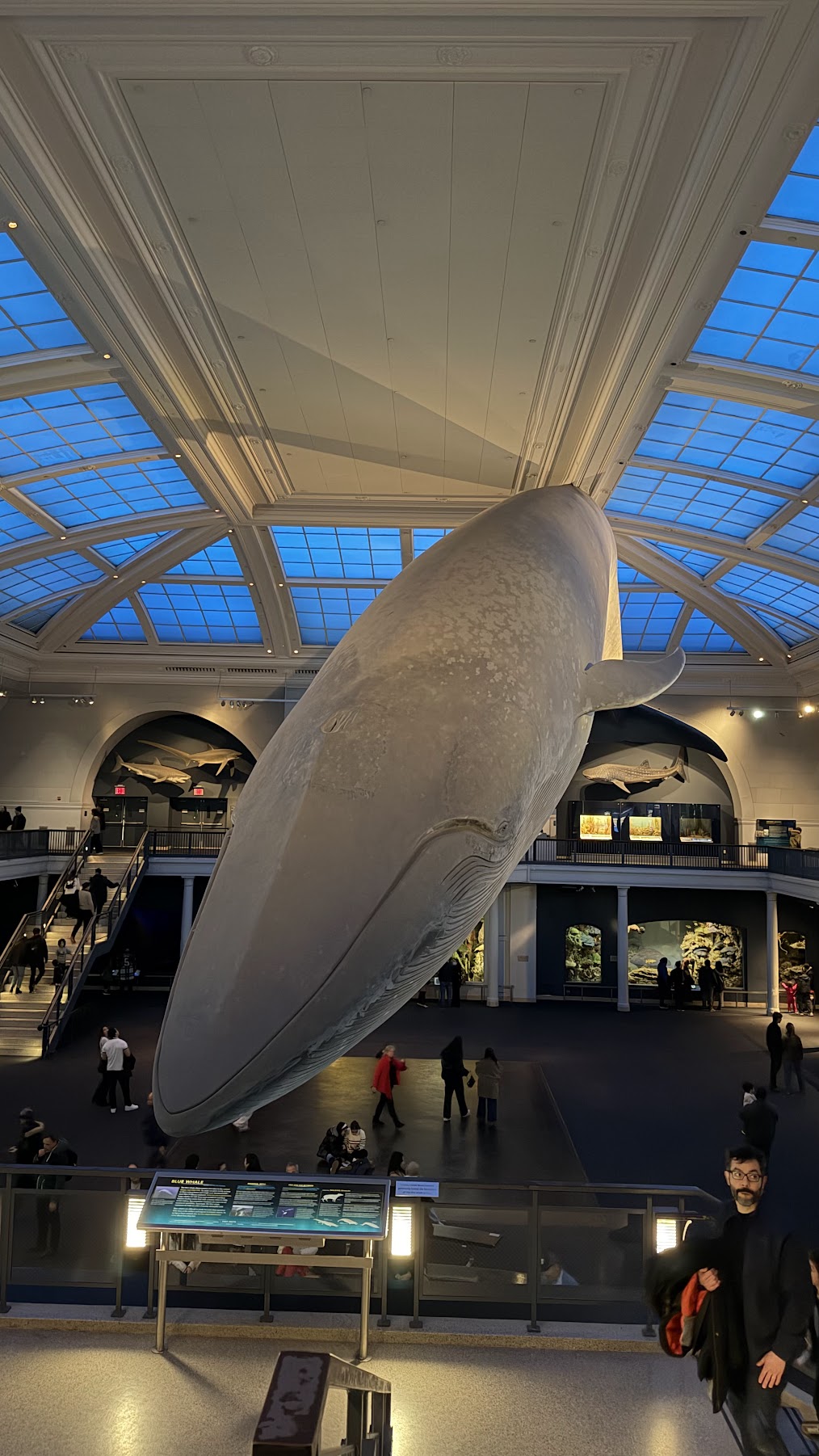 Giant blue whale at the Hall of Ocean Life