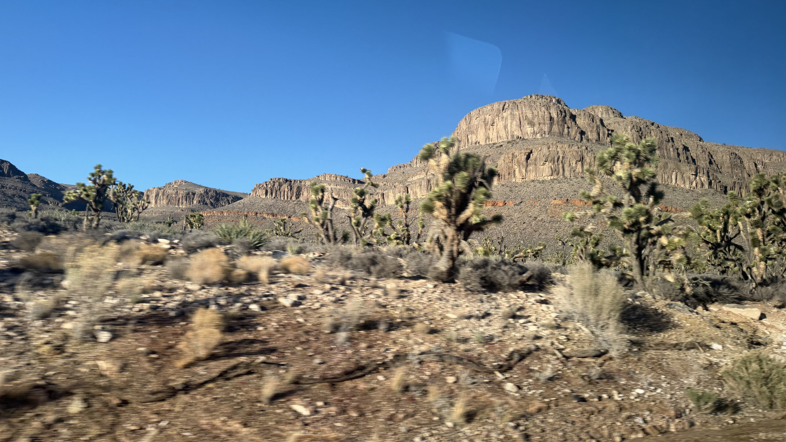 Joshua Trees along the Grand Canyon West