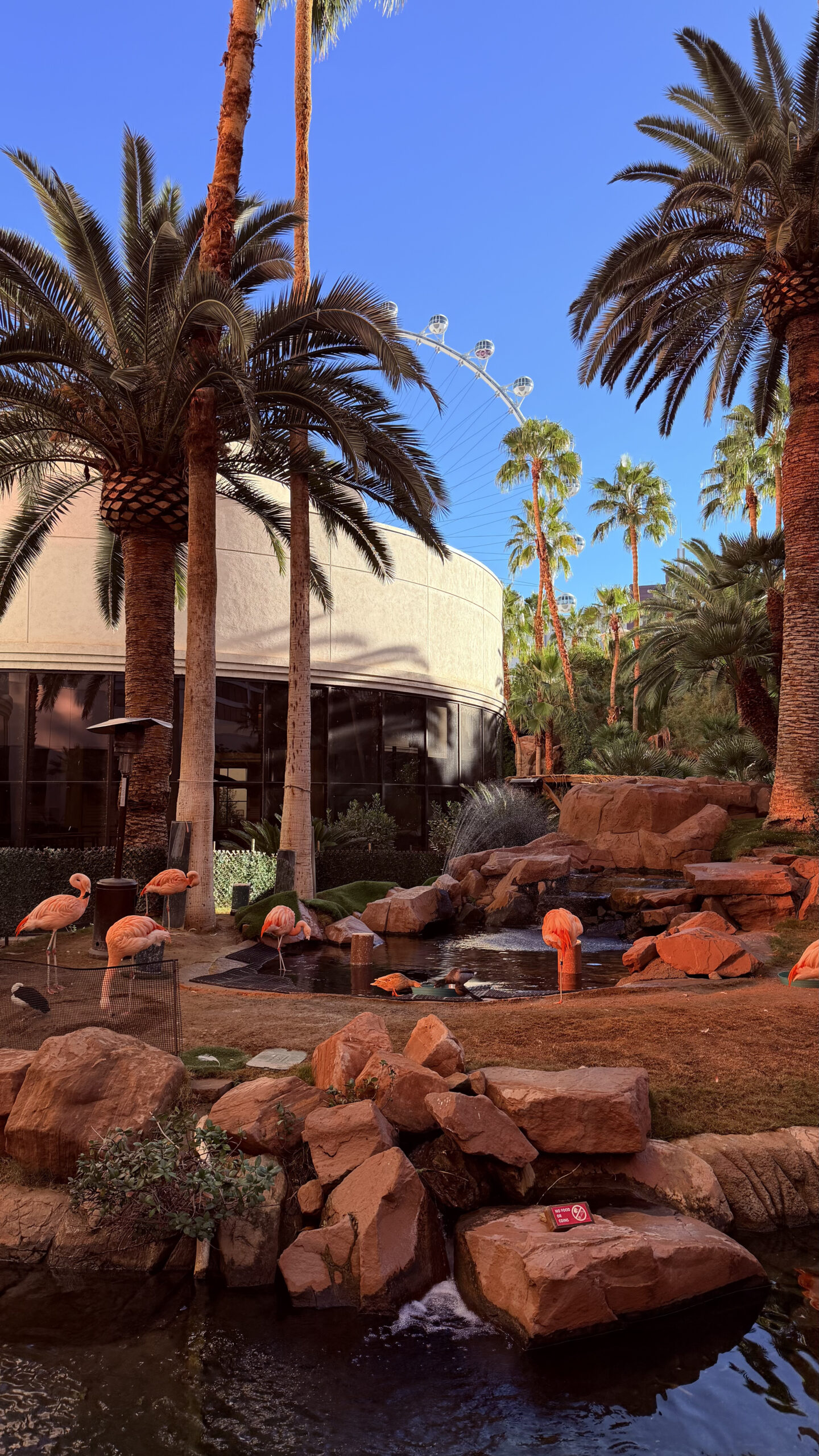Flamingo enclosure at The Flamingo
