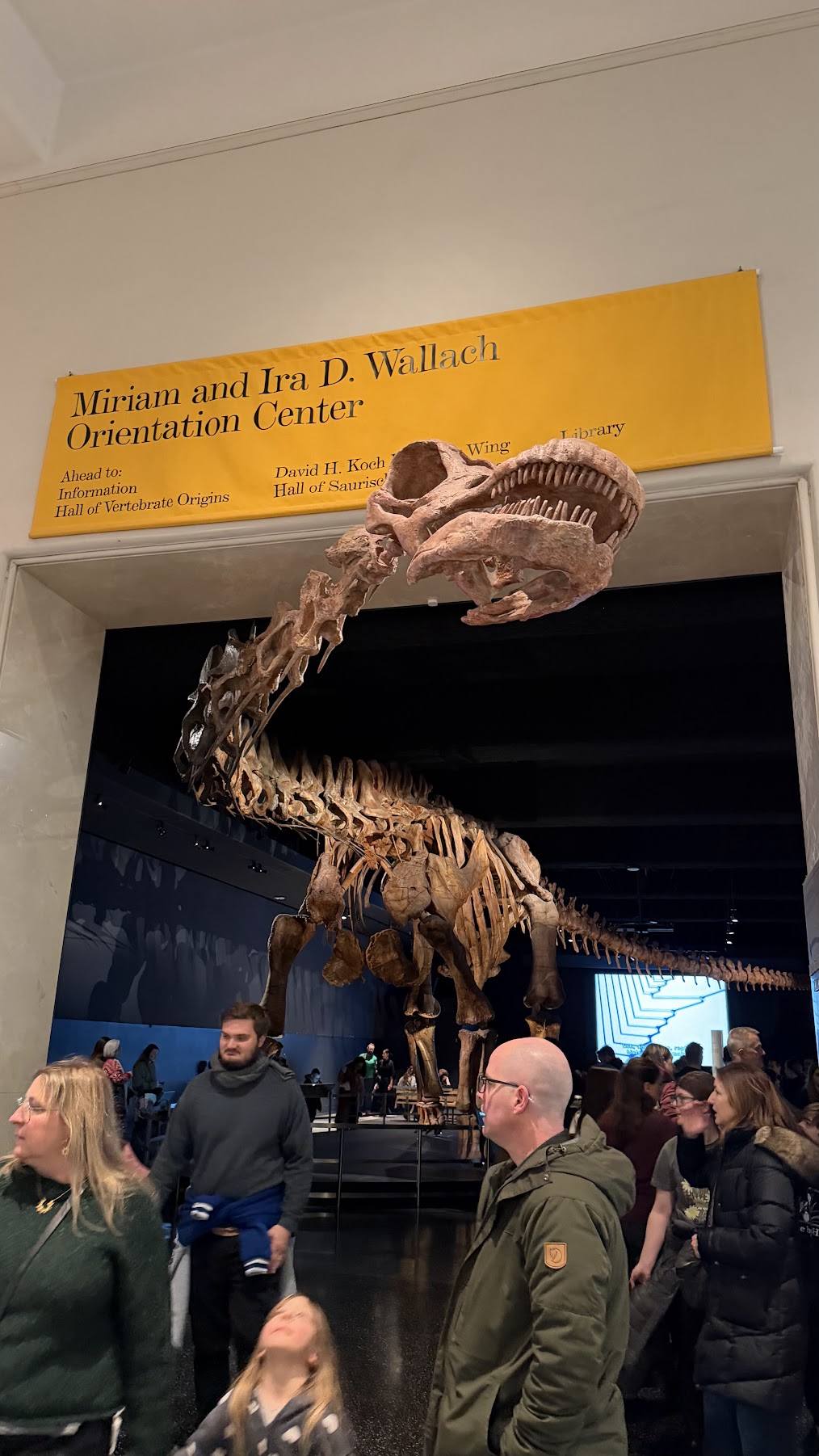 Titanosaur skeleton at the American Museum of Natural History