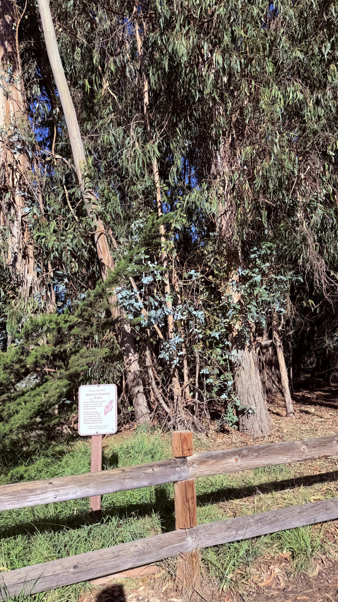 Monarch butterflies grove at Pismo Beach