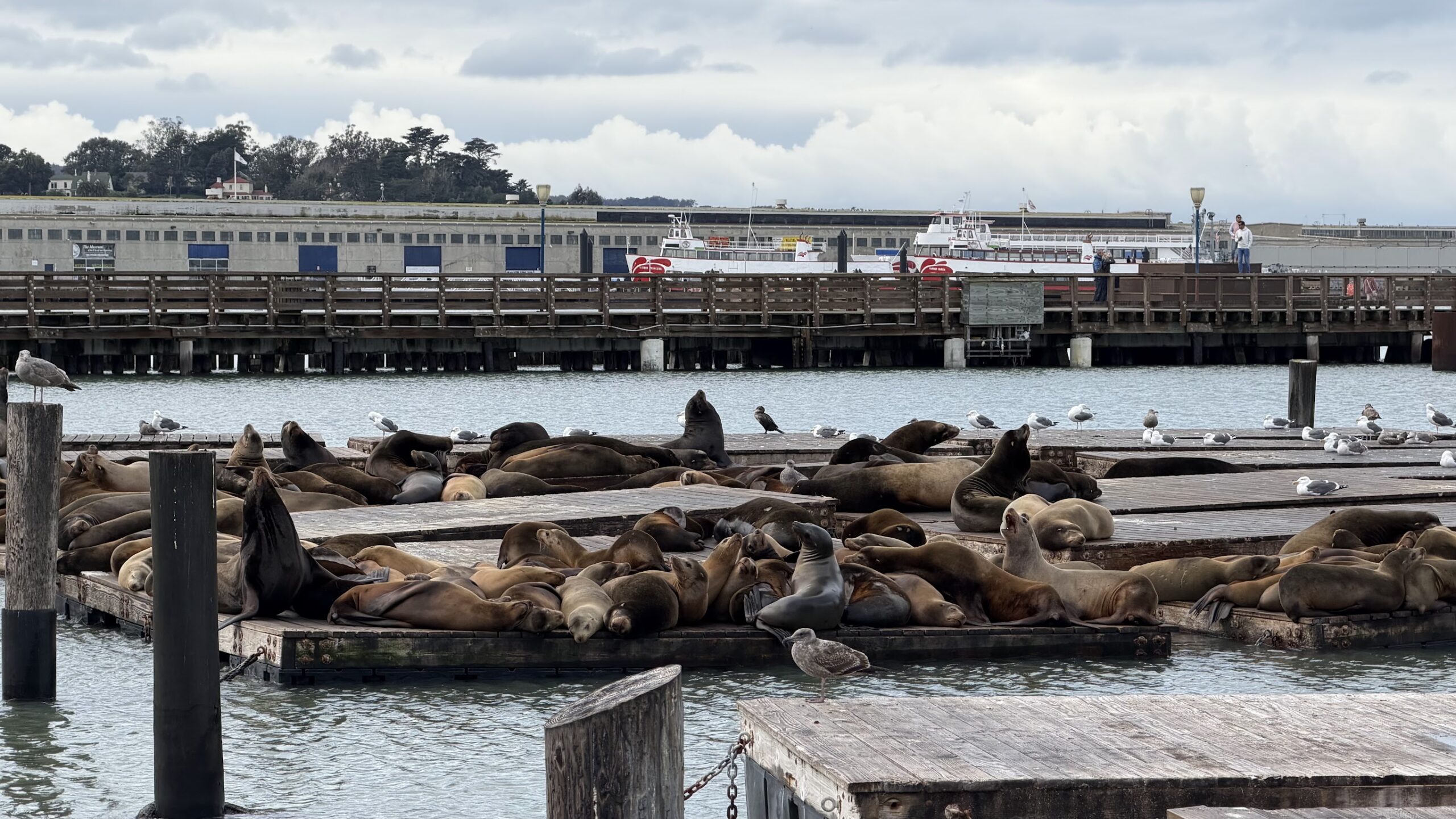 Sea lions at Pier 39