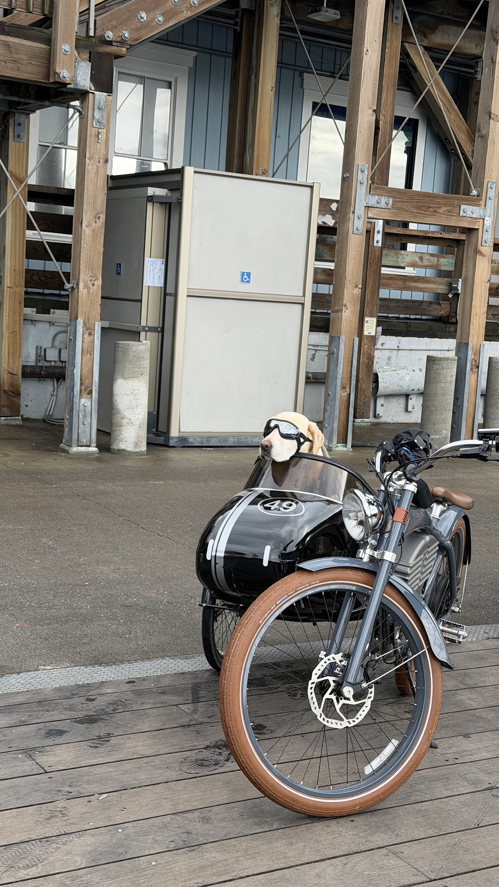 Dog on a motorbike