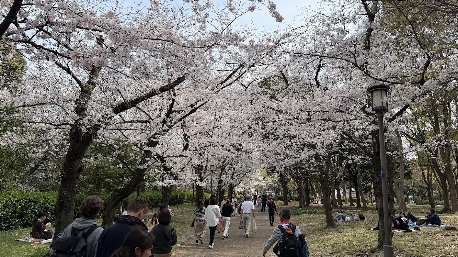 Osaka Castle cherry blossoms