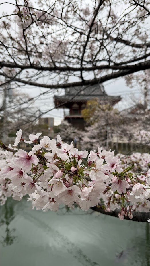 Shitennoji temple cherry blossoms