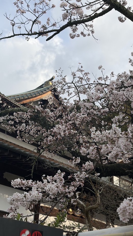 Arima Onsen cherry blossoms