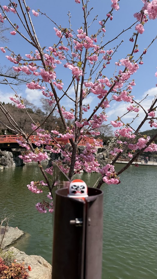 Katsuoji Temple Daruma dolls