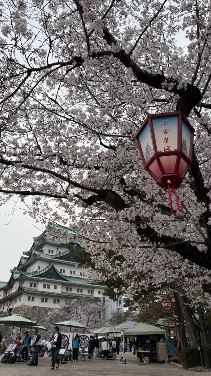 Nagoya Castle cherry blossoms