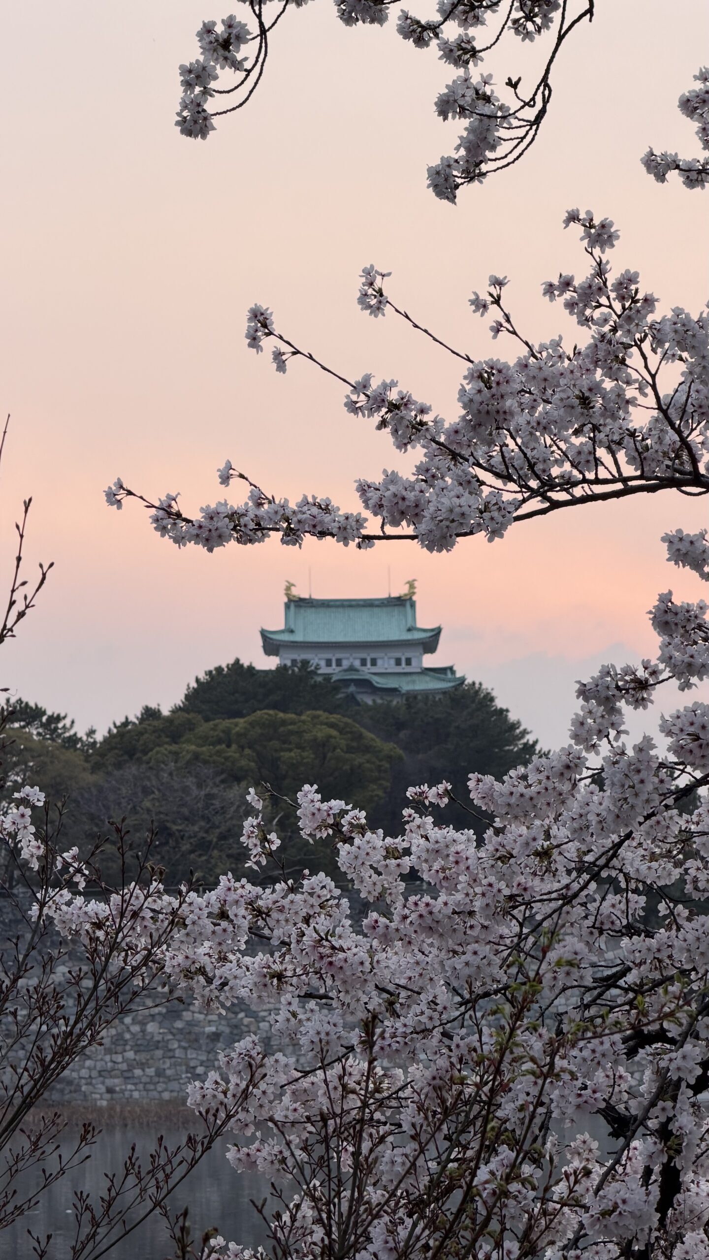 Nagoya Castle cherry blossoms