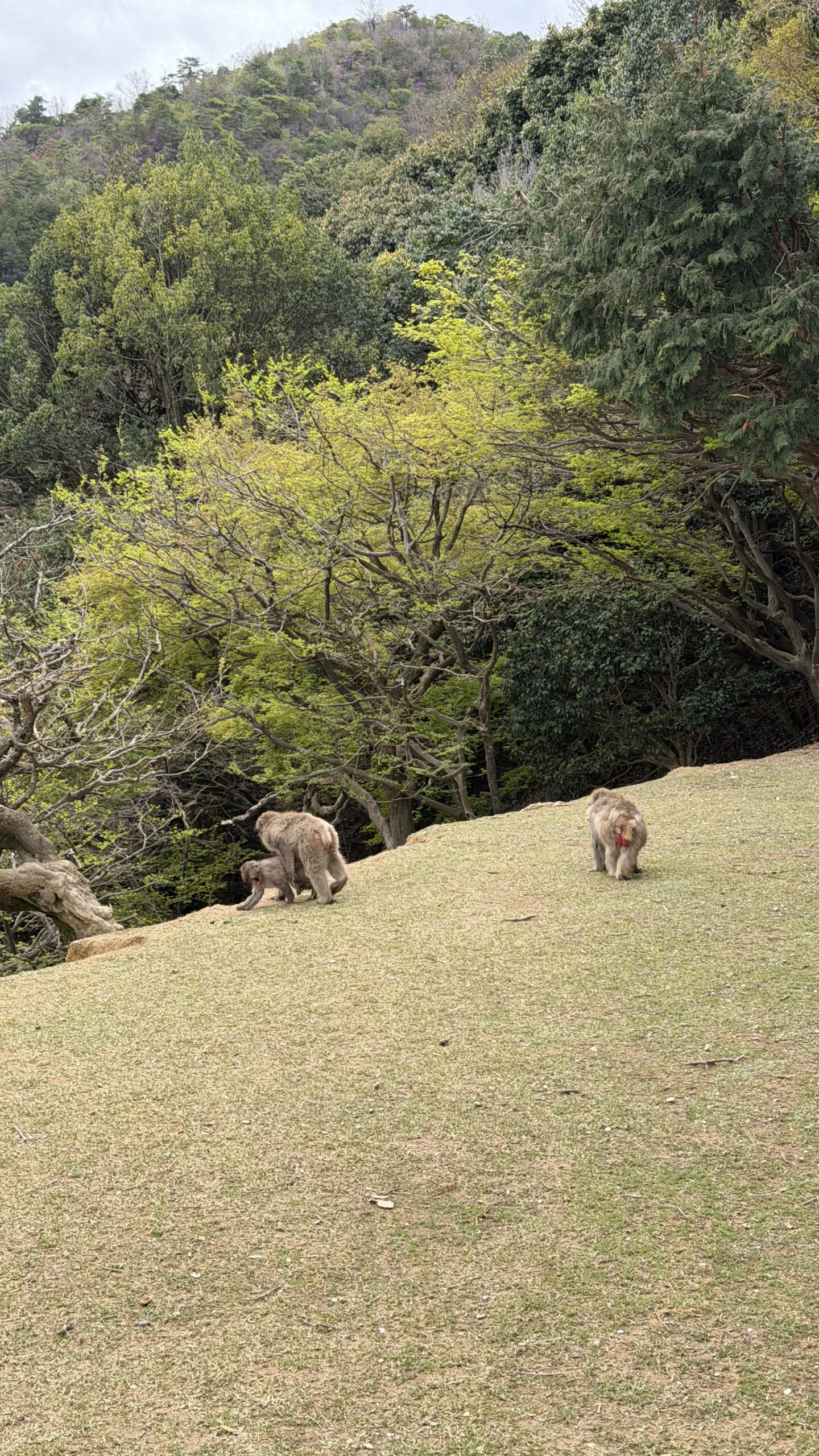 Iwatayama Monkey Park macaques