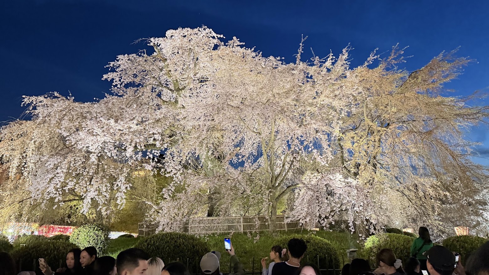 Maruyama Park weeping cherry tree
