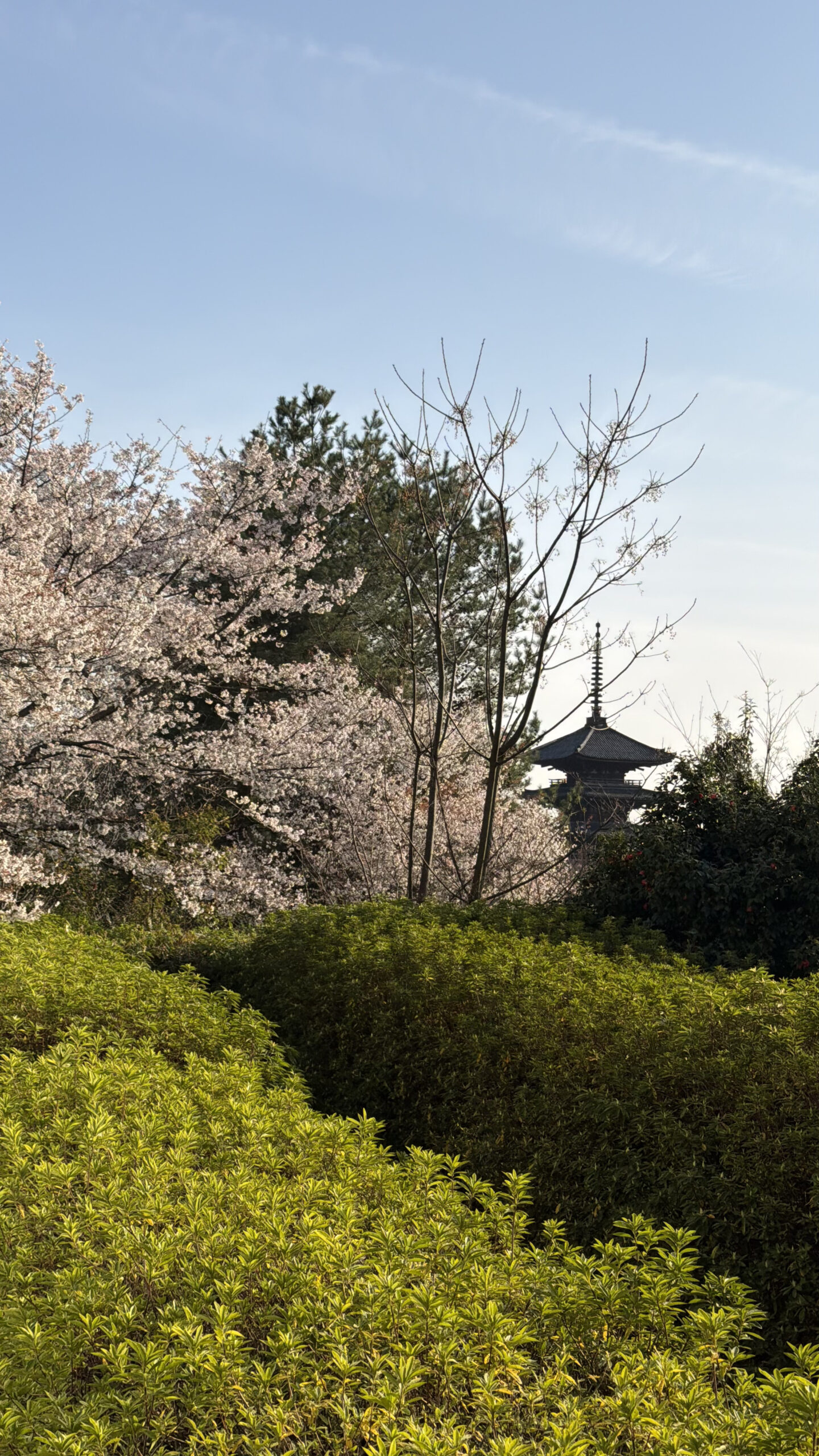 Kodaiji Temple cherry blossoms